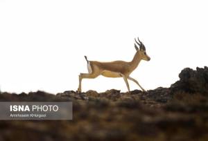 زیستگاهی امن که یک‌چهارم جبیرهای ایران را در خود دارد