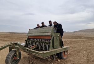 آغاز کشت علوفه دیم در چهارمحال و بختیاری