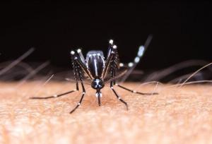 مدیر شبکه بهداشت قشم: قایق رهاشده به کانون تکثیر پشه آئدس تبدیل می‌شود