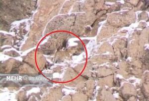 ثبت تصویر پلنگ ایرانی در ارتفاعات پارک ملی لار