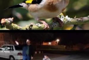 رئیس اداره حفاظت محیط زیست بیله سوار خبر داد: کشف و ضبط و رهاسازی ۱۴۶ بال سهره طلایی از متخلف زنده‌گیری پرندگان در بیله‌سوار