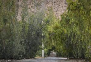 ‌واگذاری مدیریت پارک‌های جنگلی به شهرداری باعث حفاظت‌ از جنگل‌ها و جلوگیری از تخریب آنها می‌شود