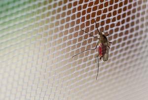 شناسایی ۲۱۲ فرد مبتلا به تب دنگی در هرمزگان