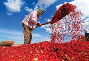 ایجاد ۴۰۰ بارگاه زرشک خراسان جنوبی در مسیر تحول با بنیاد علوی