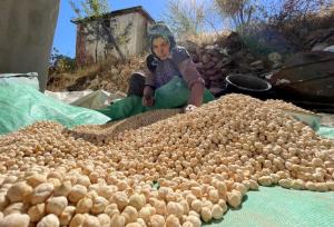 کاشت و برداشت مکانیزه نخود برای اولین‌بار در دلفان