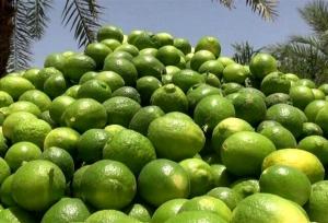 برداشت ۱۰ هزار تن لیمو از باغات شهرستان گچساران