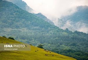 افلاطونی: طرح جنگل‌داری نوین، مطابق برنامه هفتم در حال تدوین است