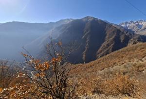 بازدید نمایندگان مجلس از مناطق آسیب‌دیده آتش‌سوزی جنگل‌های الیت