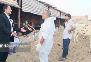 وضعیت بیماری‌های دامی در شهرستان دشتی پایش شد