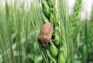 راهکارهای مدیریت و کنترل آفت سن گندم