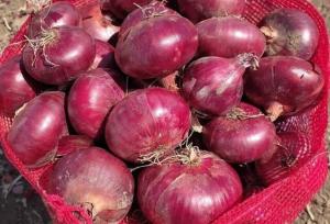 تولید ۱۱هزار تن پیاز در هرسین طی امسال/ دعوت از سرمایه‌گذاران برای فرآوری پیاز