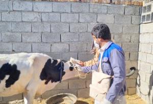 واکسیناسیون ۴۷ هزار رأس دام در سیستان و بلوچستان علیه بیماری «لمپی‌اسکین»