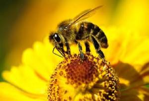 دستاورد بومی، تولید ژل رویال را افزایش داد