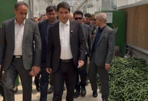 اشتغال به کار ۸۰ نفر در مجتمع گلخانه قبا سرخ بیجار