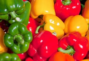 برداشت فلفل دلمه‌ای مرغوب از مزارع شهرستان بندرعباس آغاز شد