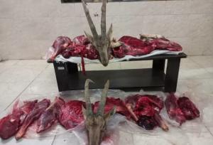 کشف لاشه ۲ کل و بازداشت شکارچیان غیرمجاز در میامی