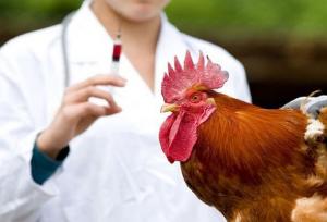 تزریق ۵ میلیون دز واکسن آنفلوآنزای فوق حاد پرندگان در استان مرکزی