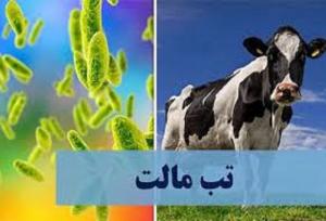 افزایش بیماری تب مالت در خراسان شمالی