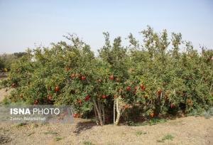 ۲۶ هزار هکتار از باغات قزوین شناسنامه‌دار شدند