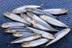 خام‌فروشی و جای خالی سودآوری ساردین‌ماهیان