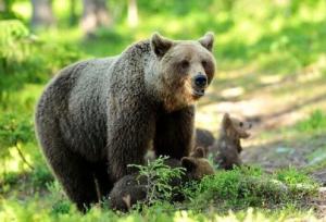 گشت و گذار خرس قهوه‌ای و توله ها در ارتفاعات مازندران