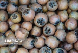 پیش بینی برداشت ۴۳۵۰ تنی ازگیل در گیلان