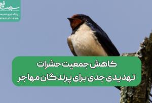 کاهش جمعیت حشرات، تهدیدی جدی برای پرندگان مهاجر