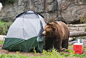 مهربانی با خرس‌ها کار دست اهالی مشگین‌شهر داد