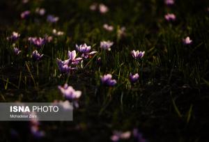 روزهای بنفش در کویر، شب‌های بی‌سود در بازار