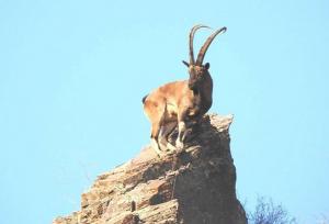 ارتقاء ۲ منطقه محیط زیستی خراسان شمالی در انتظار توافق صمت