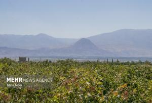 خشک شدن دریاچه ارومیه؛ از تغییر الگوی کشت تا مقاوم سازی اقتصاد کشاورزی