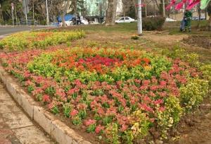 سرانه فضای سبز در شهرکرد مطلوب است