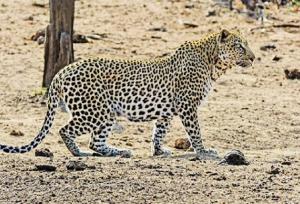 حمله پلنگ به دام‌های اهلی رودان/ ۶ رأس بز تلف شد