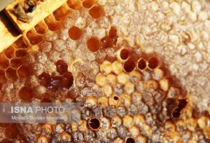 تولید بیش از۶۰۰ تُن عسل طبیعی در قزوین