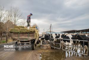 چالش جدی نهاده‌های دامی در قم؛ هشدار افزایش کشتار یا فروش دام مولد