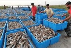 تولید ۲۷۰ میلیون قطعه بچه‌میگو در سیستان و بلوچستان