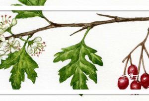 گیاهی که جرم دندان را می‌برد