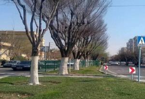 حفاظت از درختان منطقه ۲ تهران با اجرای طرح باندینگ