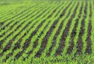 تبدیل ایلام، به یکی از قطب‌های تولید کشاورزی تا پایان برنامه هفتم