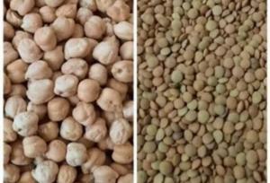 آغاز کشت حبوبات در اراضی دیم شهرستان دهلران