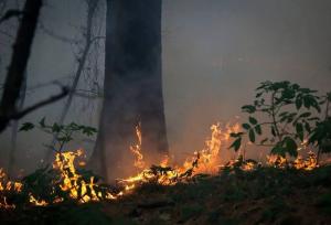 واکنش علیرضا قربانی به سوختن جنگل‌های هیرکانی