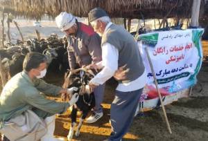 خدمات رایگان دامپزشکی به روستائیان و عشایر بوشهر
