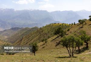 بررسی وضعیت جنگل‌های کردستان توسط مسوولان کشوری