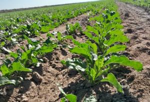 خوش‌رفتار: سهمیه سوخت کشاورزی سملقان به‌طور کامل جذب شد