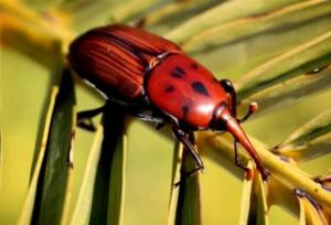 تعیین زمان دقیق مبارزه با آفات گیاهی فراهم شد