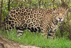 جست‌وجو برای زنده‌گیری پلنگ مهاجم در کجور ادامه دارد