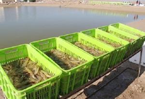 توضیح اداره کل شیلات خوزستان در خصوص یک خبر