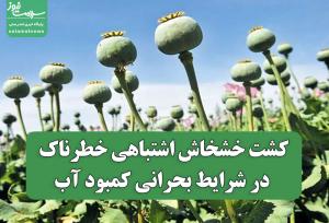 کشت خشخاش اشتباهی خطرناک در شرایط بحرانی کمبود آب
