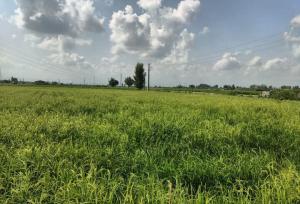 تیموری: تدوین راهبردهای اقلیمی در کشت برنج ضروری است