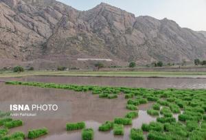 مصرف آب در کشاورزی به میزان پیش‌بینی شده سال ۱۴۱۱ رسیده است